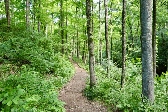 The empty hiking trail in the forest.