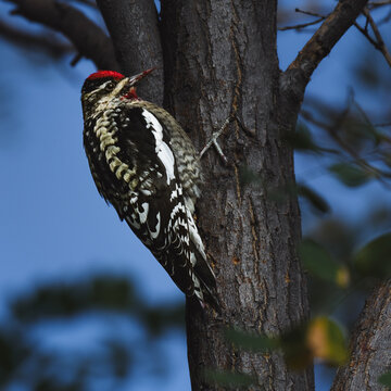Yellow Bellied Sapsucker Woodpecker Clinging to Tree Trunk Against Blue Sky, Wildlife Portrait