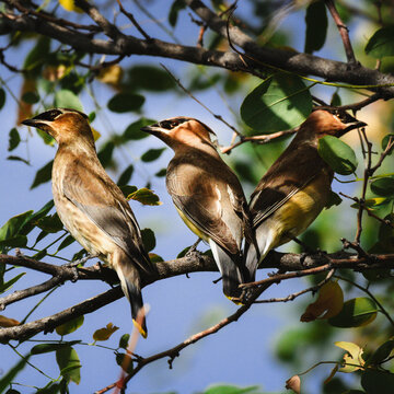 Three Cedar Waxwings Perched Together on Branch in Green Tree, Songbird Trio Wildlife