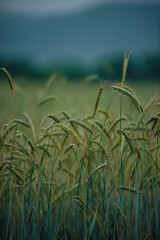 Obraz premium Detailed shot of wet cereal crops leaning in a field during a rainy day with a hazy dark background.