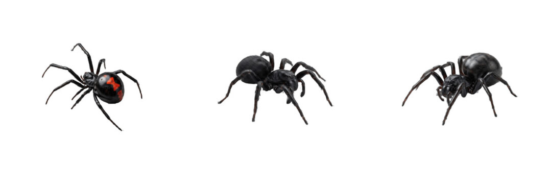 Set Venomous Black Widow Spiders Isolated on White Background Collection for Halloween Horror Graphic Design and Dangerous Insect Vector Illustration