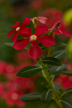 Red blooming catharanthus roseus flowers in garden