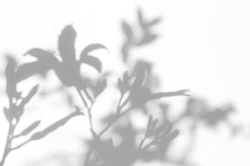 Obraz premium Real soft foliage shadow cut out on a transparent png background with clean diffused edges. Suits cinematic album cover and branding workflow as a transparent png overlay layer.