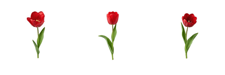 Obraz premium Set of beautiful red tulip flowers with green stems and leaves isolated on a white background floral nature collection for spring design and decoration