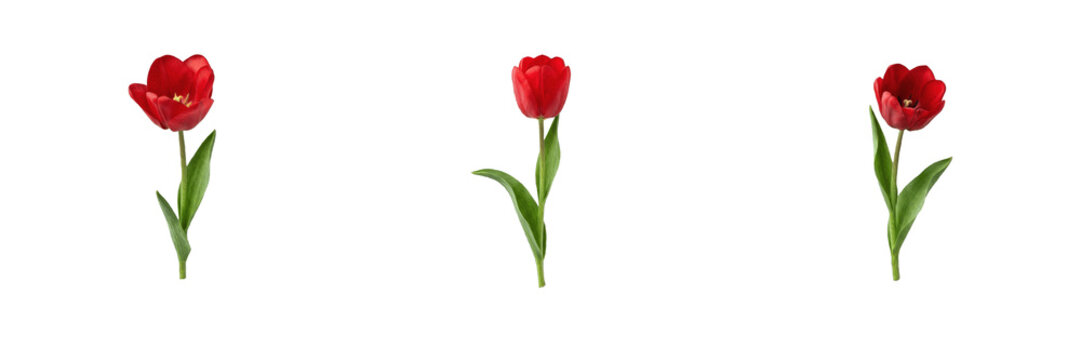 Set of beautiful red tulip flowers with green stems and leaves isolated on a white background floral nature collection for spring design and decoration