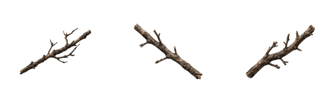 Set Dry Wooden Branches Isolated on White Background Collection for Forest Nature Design Rustic Craft and Outdoor Woodland Element Vector Illustration