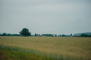Fototapeta premium A sprawling golden wheat field with a solitary large tree on the left, looking towards a small rural village along the distant horizon under a grey sky.