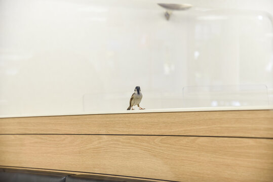 Bird Inside a Restaurant in Kobe, Japan