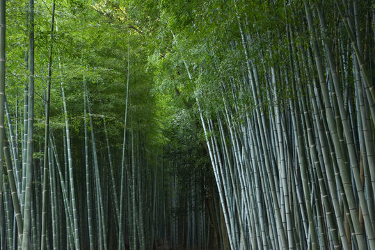 Arashiyama Bamboo Forest in Kyoto, Japan
