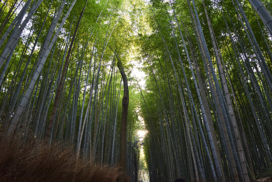 Arashiyama Bamboo Forest in Kyoto, Japan
