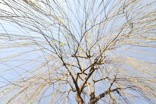 Low Angle of a Budding Willow Tre in Kyoto, Japan