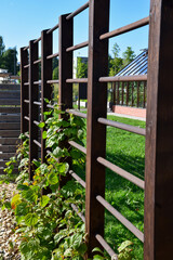 Fototapeta premium Wooden Trellis Fence with Climbing Green Plants in Community Garden