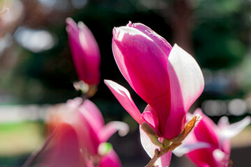 Macro close‑up of purple magnolia buds in spring © Xiangli
