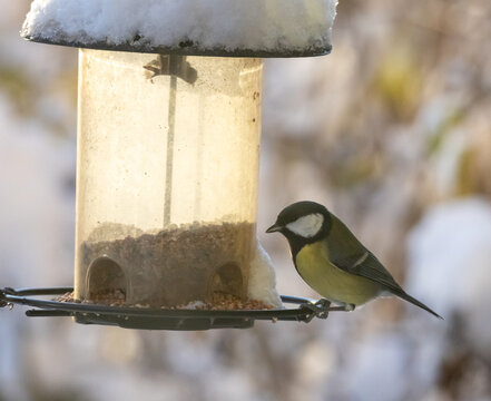 Great Tit (Parus major) at a bird feeder, winter in southern Sweden.