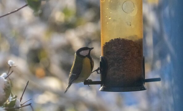 Great Tit (Parus major) at a bird feeder, winter in southern Sweden.