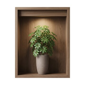 Green schefflera plant in a grey ceramic pot standing inside a dark wooden display box frame isolated on white background