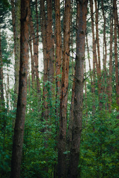 Slender pine tree trunks rising from a vibrant green undergrowth in a dense summer forest.