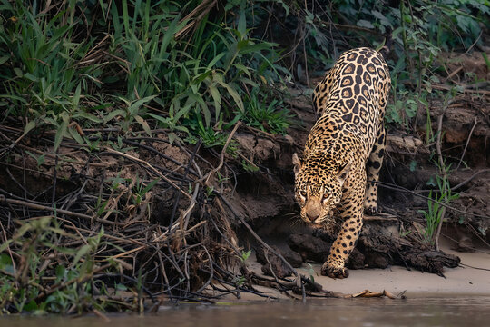 A tense and dramatic wildlife scene of an elusive spotted leopard stealthily walking along a dusty wilderness track framed by lush green foliage and dramatic shadows.