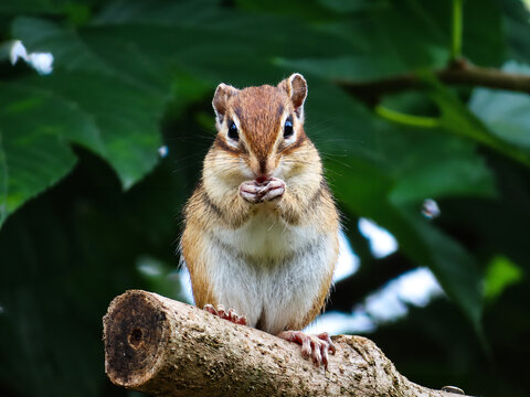 A sharp, dramatic close-up macro portrait of a cute chipmunk with full cheeks perched steadily on a mossy branch amidst lush green leaves.