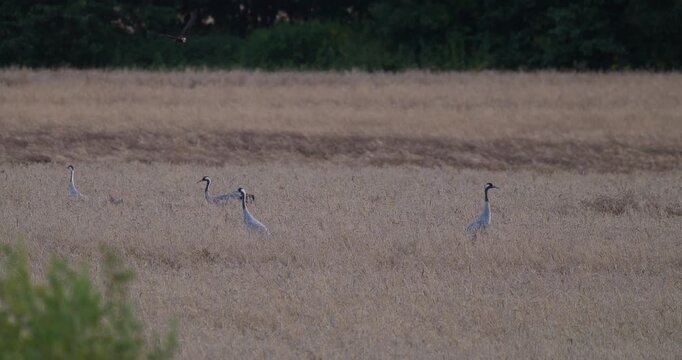 Grey cranes foraging on harvested wheat field as predator bird flies overhead in slow motion