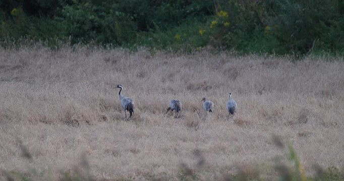 Family of grey cranes with two adults and two juveniles foraging on harvested wheat field in evening light slow motion