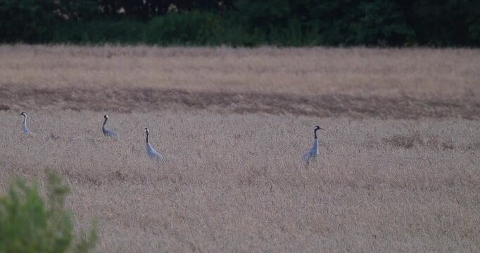 Flock of grey cranes foraging on harvested wheat field in evening light slow motion