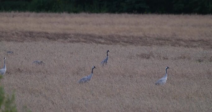 Flock of grey cranes foraging on harvested wheat field in evening light slow motion