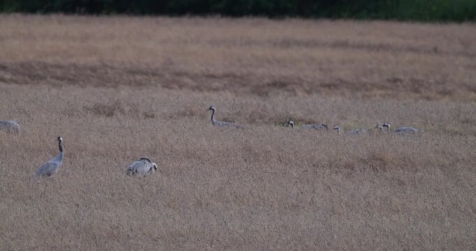 Flock of grey cranes foraging on harvested wheat field in evening light slow motion