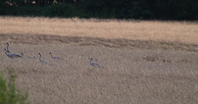 Flock of grey cranes foraging on harvested wheat field in evening light slow motion