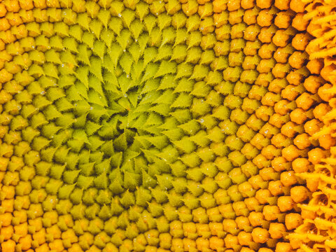 A close-up of the spiral floret pattern in the center of a common sunflower head 'Helianthus annuus'