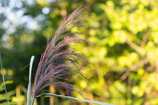 Purple-Tinged Reed Grass Seed Head Glowing in Evening Light