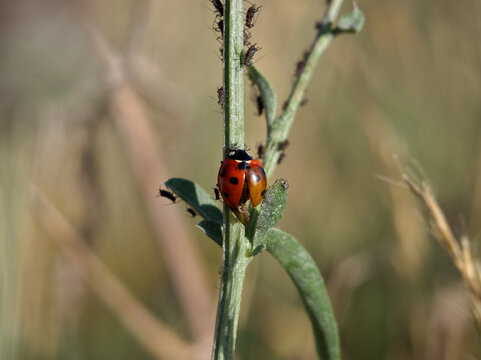 Isolated close-up of a seven-spotted ladybug (Coccinella septempunctata) or seven-spotted ladybird or C-7 on a plant stem filled with aphids in a field in Germany in July