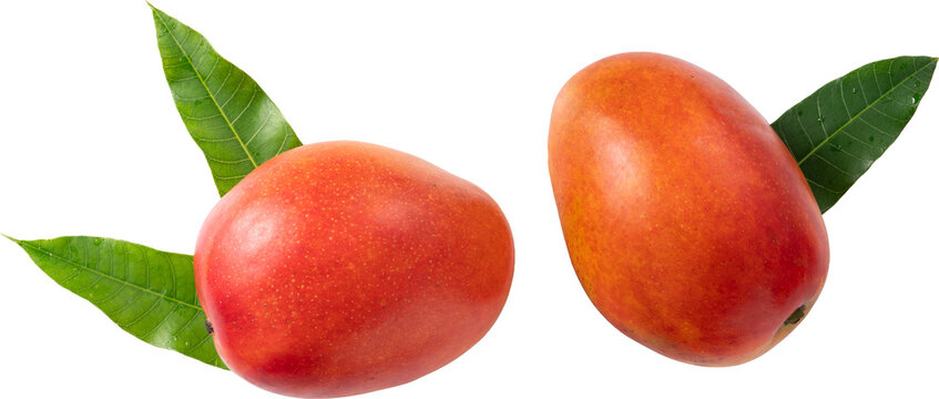 Fresh ripe mango fruit isolated on white background with clipping path