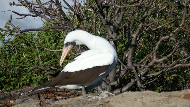Nazca booby bird on Galapagos Islands preening feathers then raising head