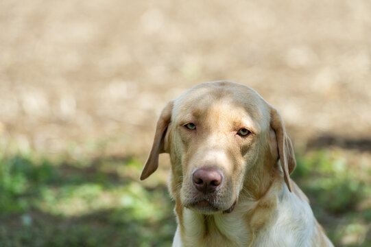 Portr&auml;t von einem Labrador Retriever
