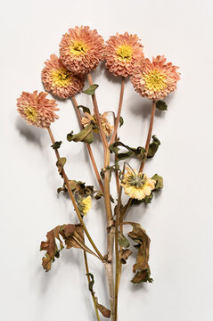 A delicate arrangement of dried chrysanthemum flowers