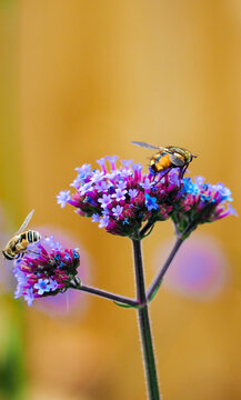 Tachina fera fly and hoverfly feeding on purple verbena flowers in a garden with a soft blurred background.