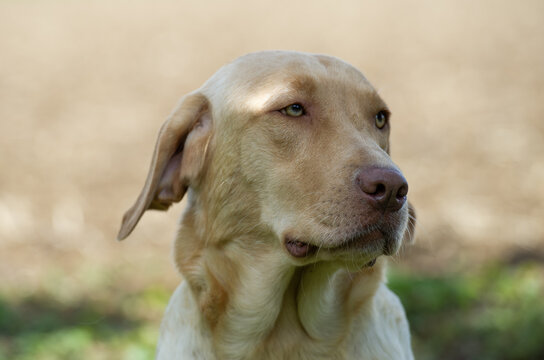 Portr&auml;t von einem Labrador Retriever