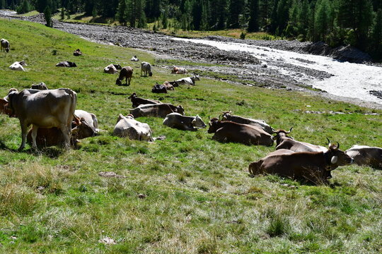 K&uuml;he auf der Weide im Langtaufer Tal in S&uuml;dtirol 