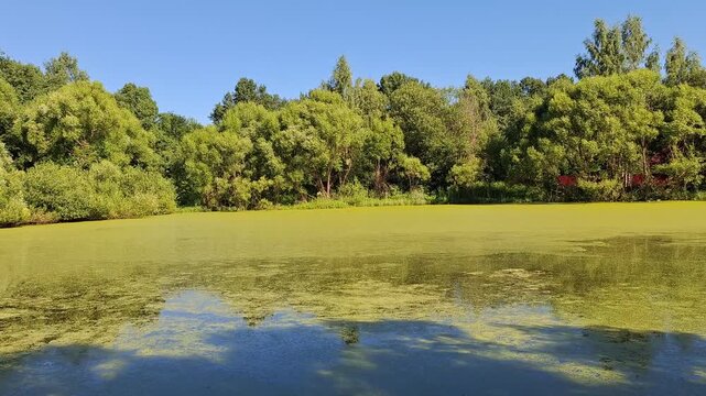 Scenic video of a serene summer pond covered with green duckweed algae bloom framed by lush green forest trees under a blue sky.