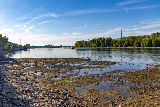 River Rhine during a period of low water levels, exposing a large area of the riverbed, Wiesbaden, Biebrich,