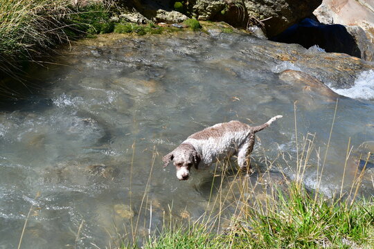 Ein Lagotto Romagnolo Hund wandert in S&uuml;dtirol 