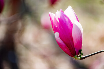  Backlit close‑up of purple magnolia flower bud © Xiangli
