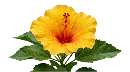 Naklejka premium Yellow hibiscus flower with green leaves png on isolated transparent background