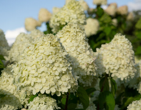 Lush panicle hydrangea (Hydrangea paniculata) bush with large white flower heads blooming in a sunny garden
