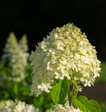 Lush panicle hydrangea (Hydrangea paniculata) bush with large white flower heads blooming in a sunny garden