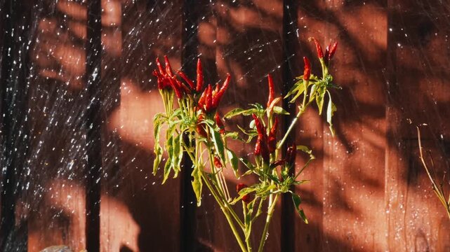 Red Thai Chili Pepper Plant Being Watered Outdoors
