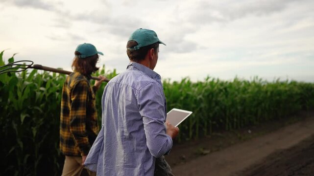 Two farmers walk along cornfield holding digital tablet and pitchfork. Confident farmer inspects corn crop using tablet. Farmers wear caps near green corn plants. Field work continues at dusk.