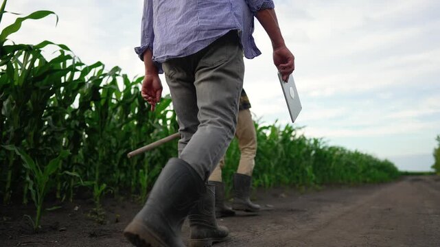 Farmer walks along dirt path between corn fields holding digital tablet. Confident farmer wears rubber boots inspecting crops. Two workers walk through green corn plantation. Farmers examine growth.