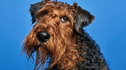 Naklejka premium Wirehaired fox terrier head photo with wet coat and dark brown fur against solid blue studio backdrop showing alert eyes